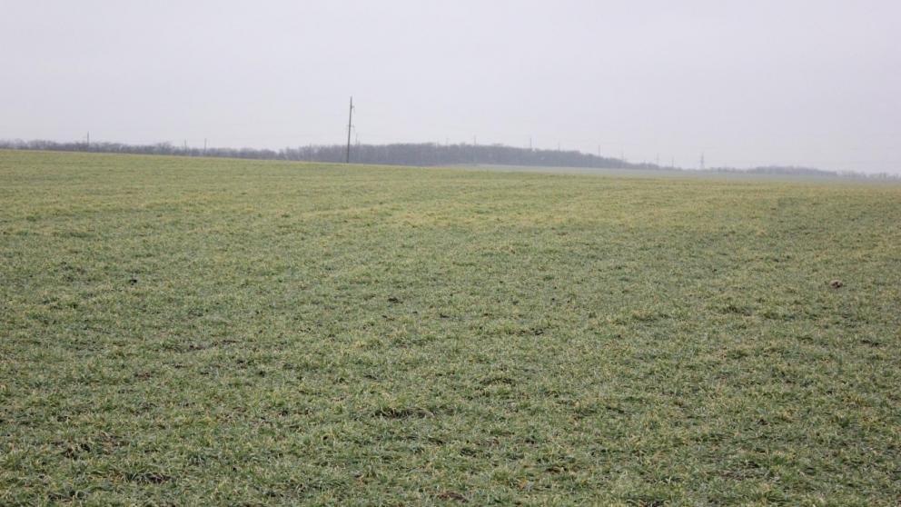 На Ставрополье взошло 100 процентов озимых культур