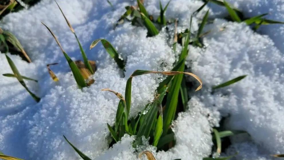 В Кировском округе подвели промежуточные итоги зимовки озимых культур