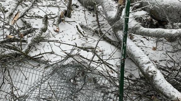 В Железноводске комиссия оценит урон от обледенения деревьев