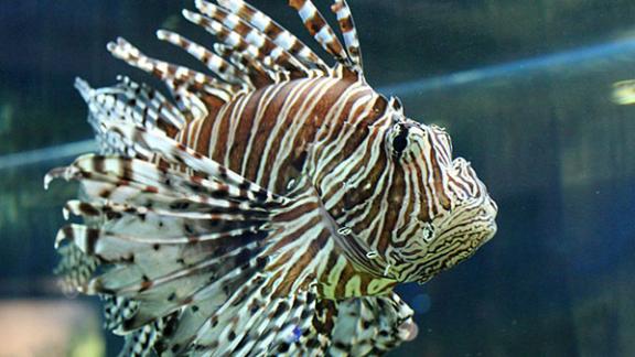 Акула, пиранья, крокодил – на выставке экзотических рыб – впервые в Ставрополе!