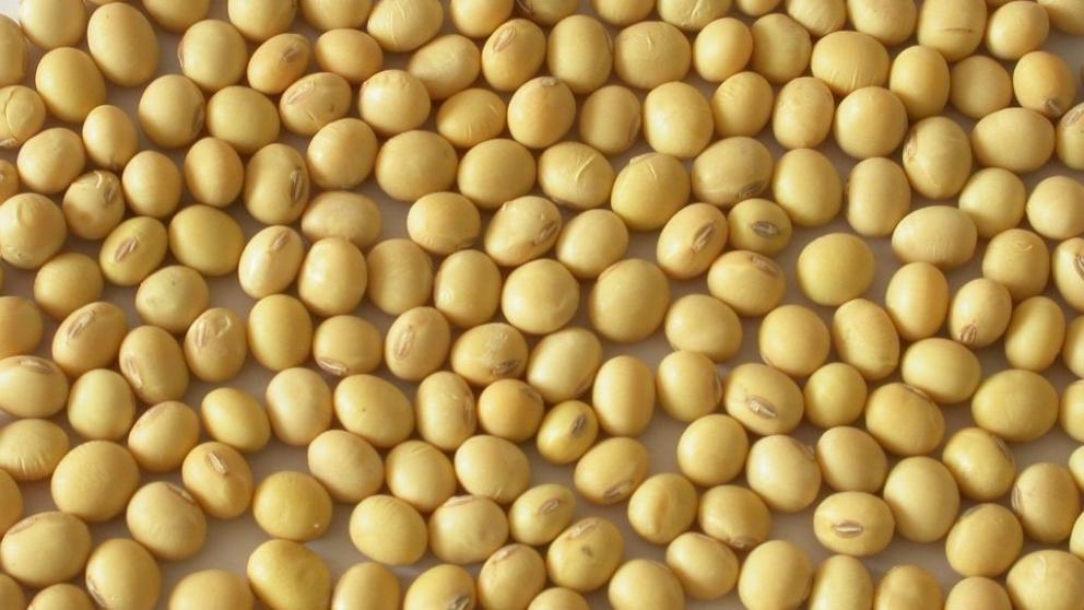 Исключительно отечественные сорта сои высеяны в Новоалександровском округе