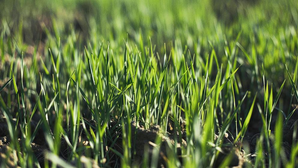 Ставропольские учёные оценили состояние озимых культур и перспективы урожая