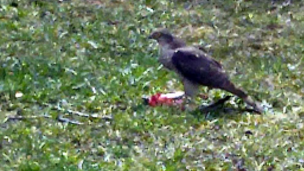 Как ястреб трапезничал в жилом районе Кисловодска