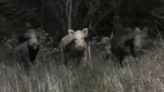 Кабанов заметили в окрестностях Железноводска