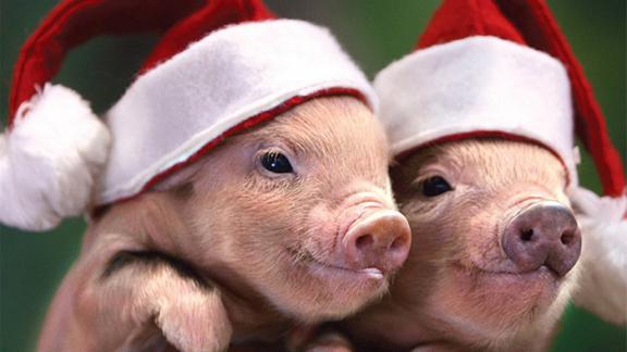 Как отпраздновать наступающий год Свиньи