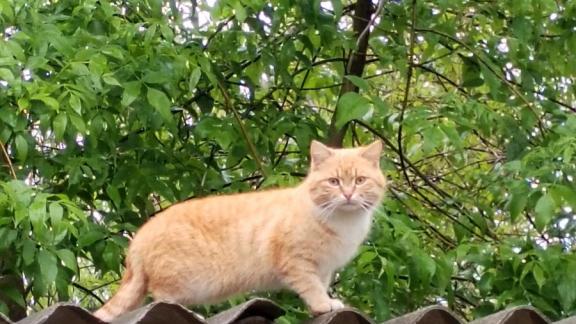 Внесение правок в федеральный закон об ответственном обращении с животными поддержали на Ставрополье