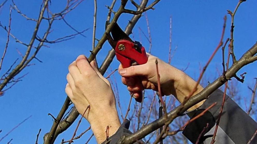 Садоводы Ставрополья приступили в весенней обрезке деревьев