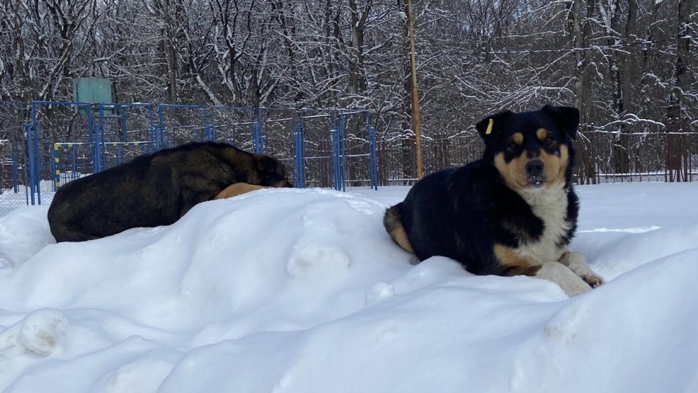 Мэрия Пятигорска окажет юридическую помощь беременной женщине, на которую напали бродячие собаки