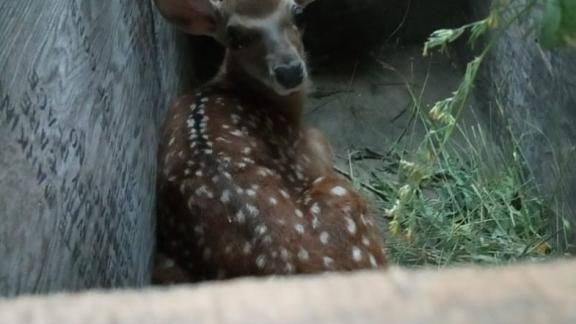 Пятнистого оленя пытались незаконно перевезти в Ставрополь