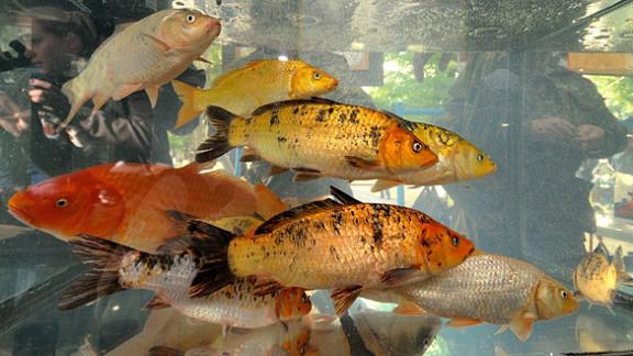 Ставрополье — основной разработчик оборудования для рыбоводства в России