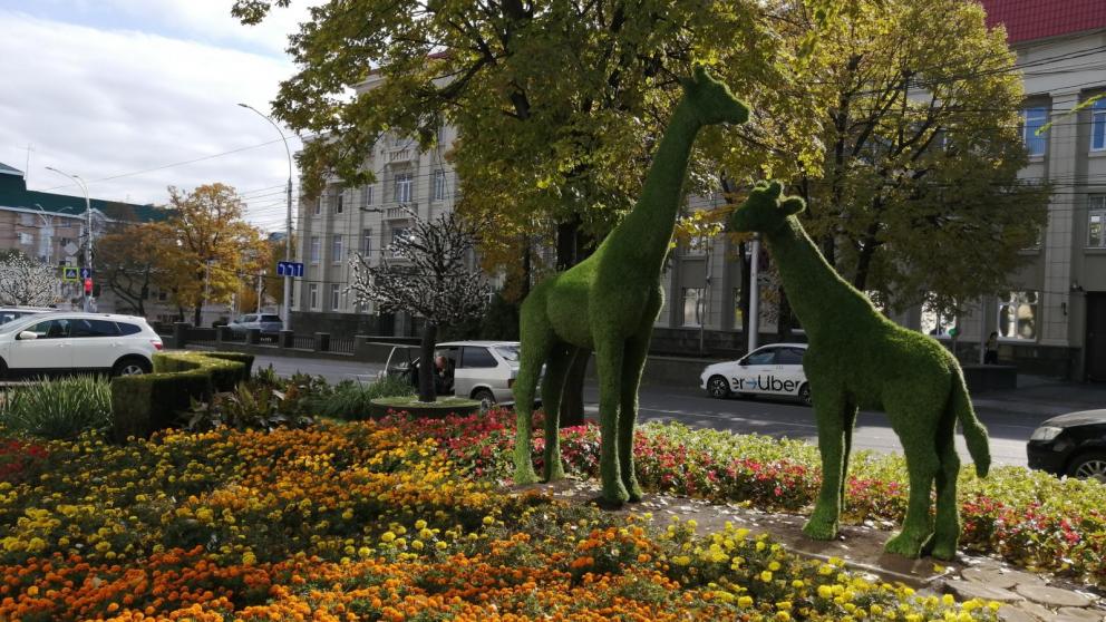 Более 550 деревьев высадят в районах Ставрополя в 2022 году