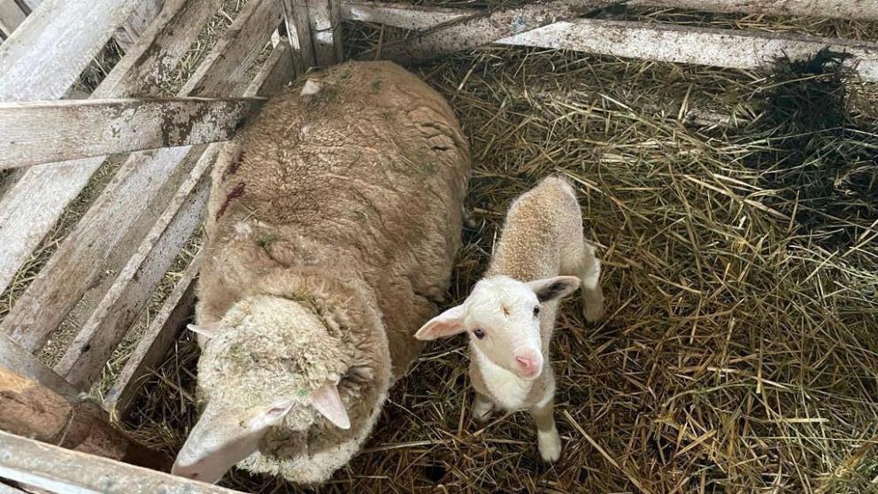 Более 400 тысяч ягнят ожидают получить на Ставрополье