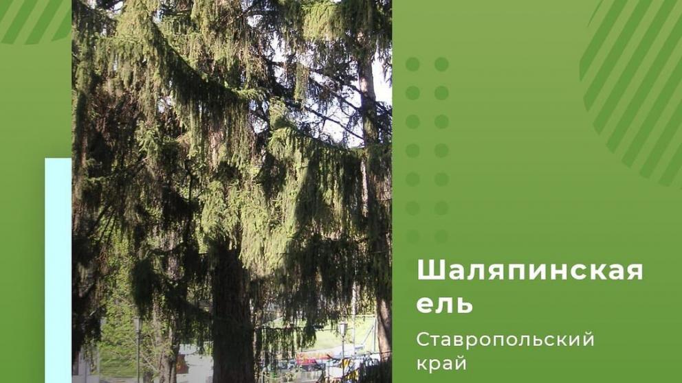 Кисловодская ель вошла в топ-3 конкурса «Российское дерево года»