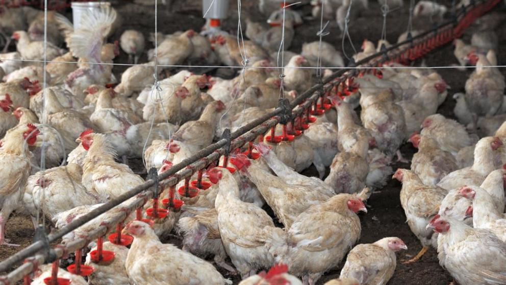 Предприятия Ставрополья возглавили топ-25 производителей мяса бройлеров России