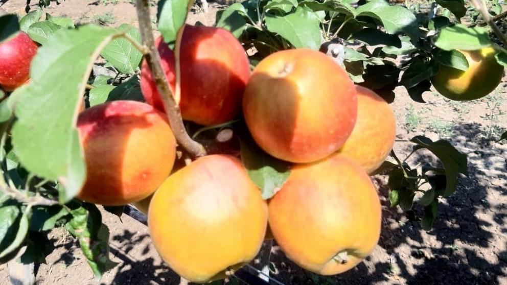 Господдержка садоводов и виноградарей на Ставрополье за 5 лет превысила 1,8 миллиарда рублей