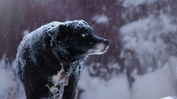 Фильм ставропольского режиссёра о приюте «Лучший друг» попал на три международных фестиваля