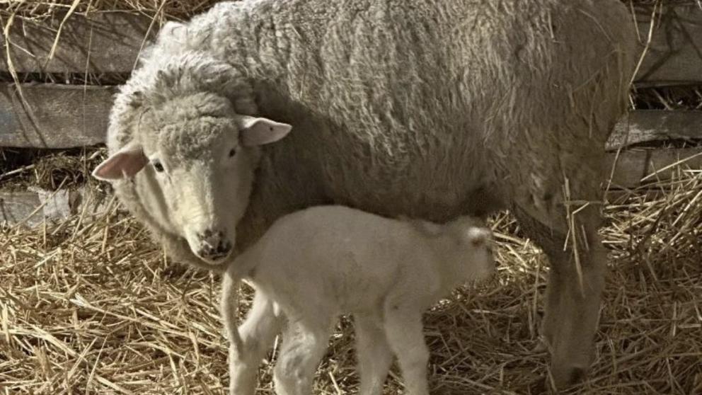 В Степновском округе Ставрополья родились 3 100 ягнят