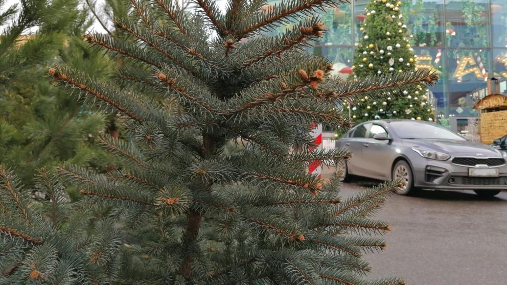 На Ставрополье открыто 228 елочных базаров