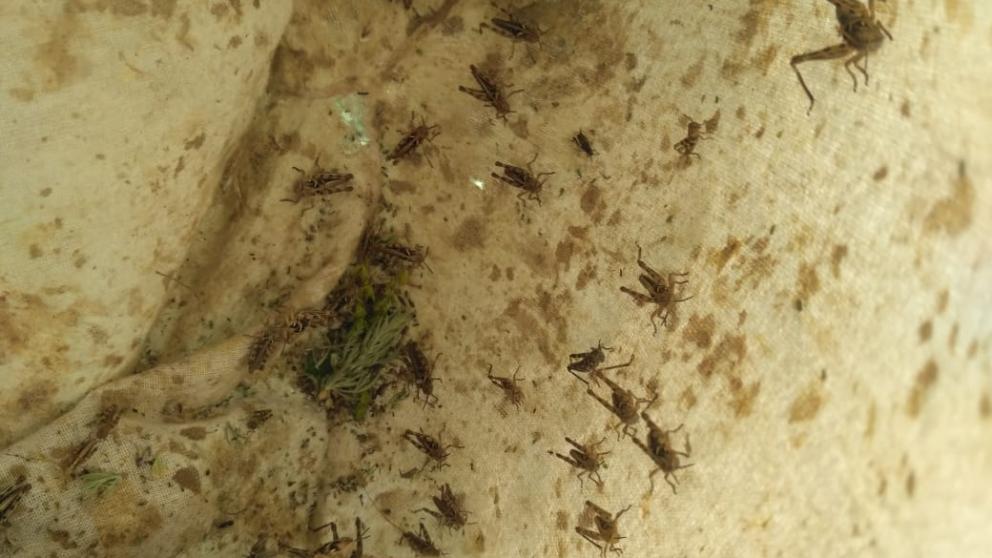 В Арзгире обнаружена мароккская саранча