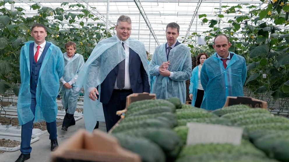 Теплицы КМВ выращивают огурцы для федеральных торговых сетей