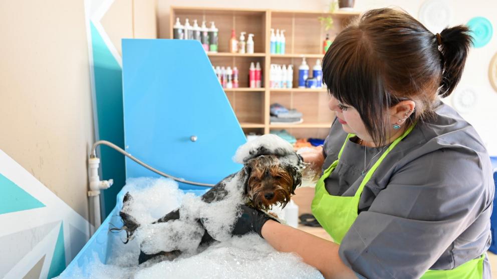 В Изобильненском округе по соцконтракту открыли «салон красоты» для животных