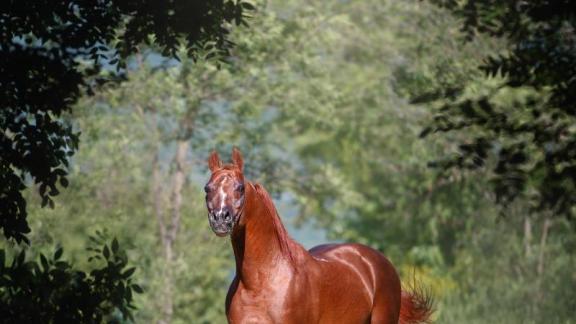 Школьники накормят яблоками обитателей Терского конного завода