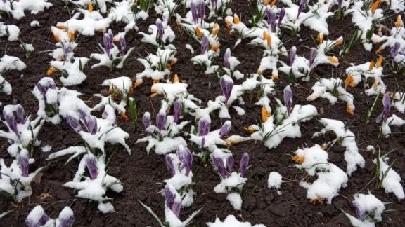 Похолодание не испортит клумбы в Ставрополе