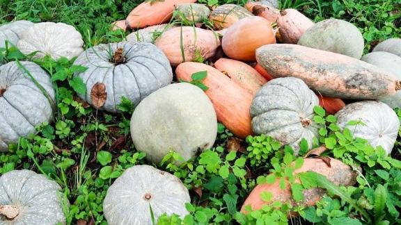 Уборка бахчевых культур завершается на Ставрополье