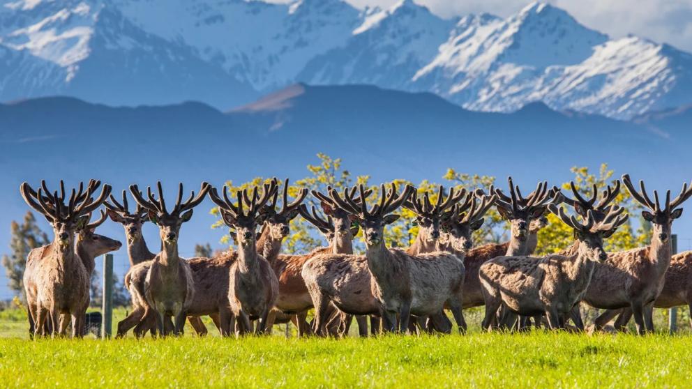 Уникальные свойства пантов марала
