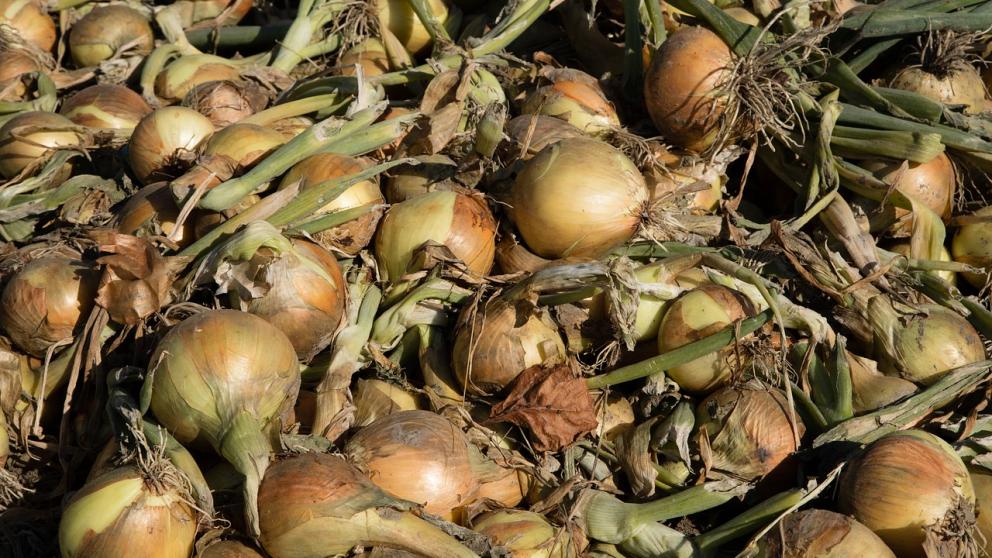 В Буденновском округе Ставрополья стартовала уборка ранних овощей