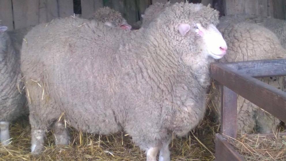 На Ставрополье выделят 150 млн рублей для поддержки производителей шерсти