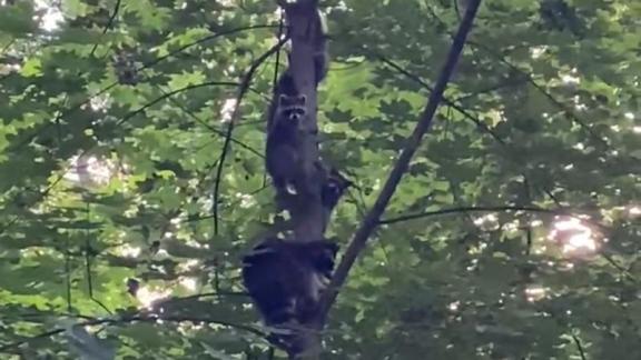 Семью енотов заметили в лесу Железноводска