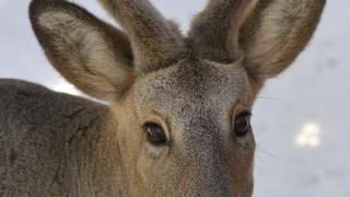 Браконьеры застрелили самку оленя в ставропольском заказнике «Дебри»