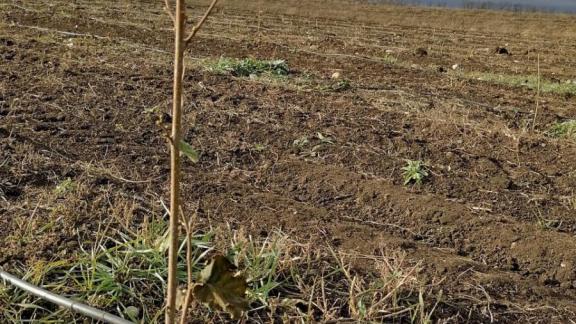 На Ставрополье планируют экспортировать пекан