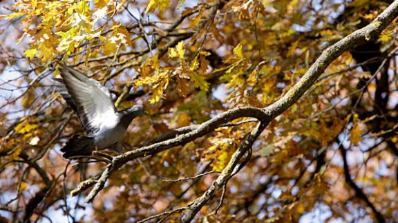 «Общественные инициативы для мира и развития» обсудили пятигорские студенты