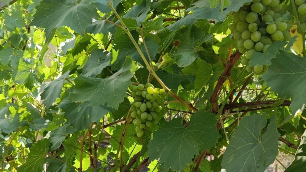 Ставропольские виноградари получили более 100 миллионов рублей господдержки