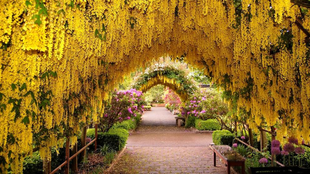 В Кисловодске аллею на Герцена украсит золотой бобовник