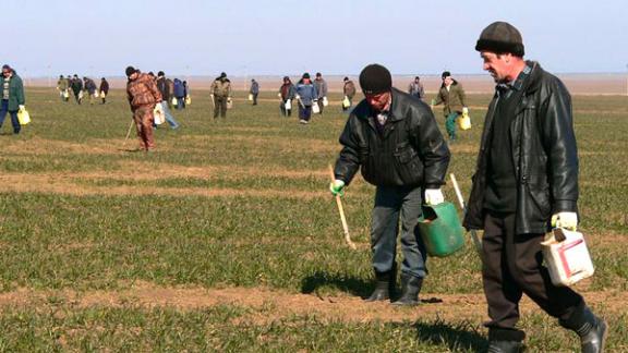 Мышевидные грызуны активизировались в хозяйствах Ставрополья