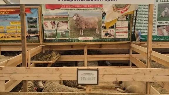 Сельхозпредприятия Ставрополья победили на выставке в Калмыкии