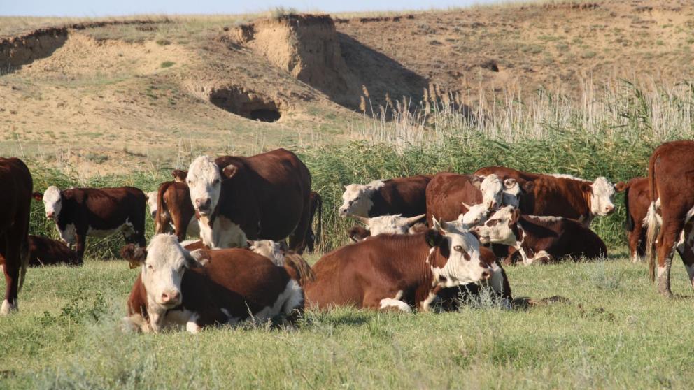 Аграрии Ставрополья произвели продукции на 328 миллиардов рублей