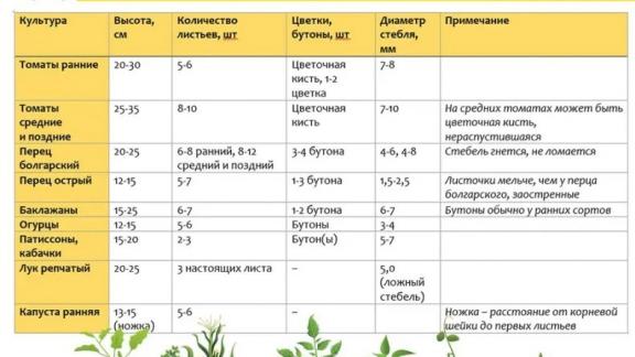 Ставропольцам рассказали, как выбрать правильную рассаду