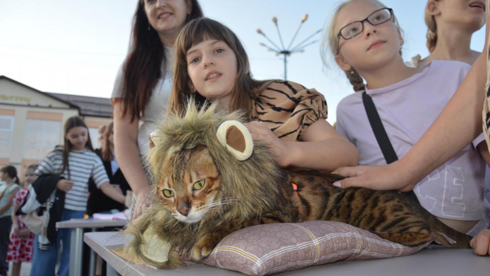 В селе Дивном впервые прошла шоу-выставка «Кошки, котики, котятки»