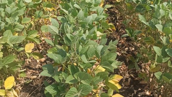 На Ставрополье собрали более 12 тысяч тонн сои