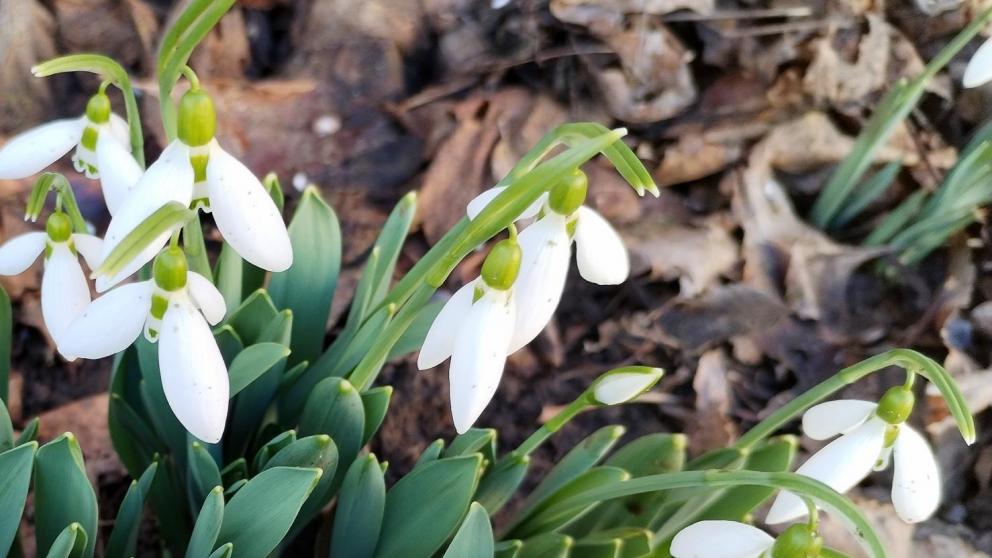 На Ставрополье распустились краснокнижные первоцветы