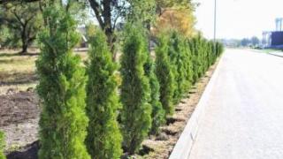 В Пятигорске 4 ноября высадят самую длинную аллею из туй