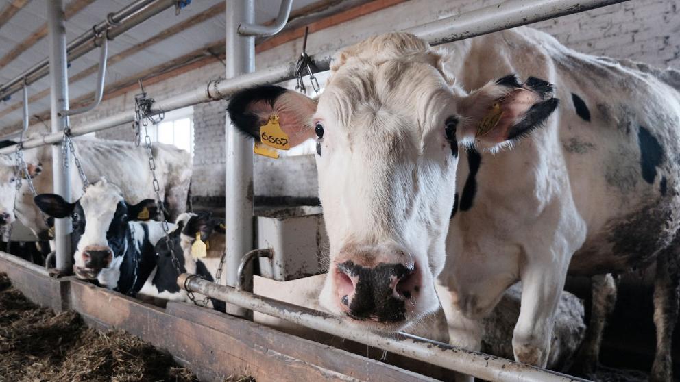 В Изобильненском округе Ставрополья реализован молочный инвестпроект