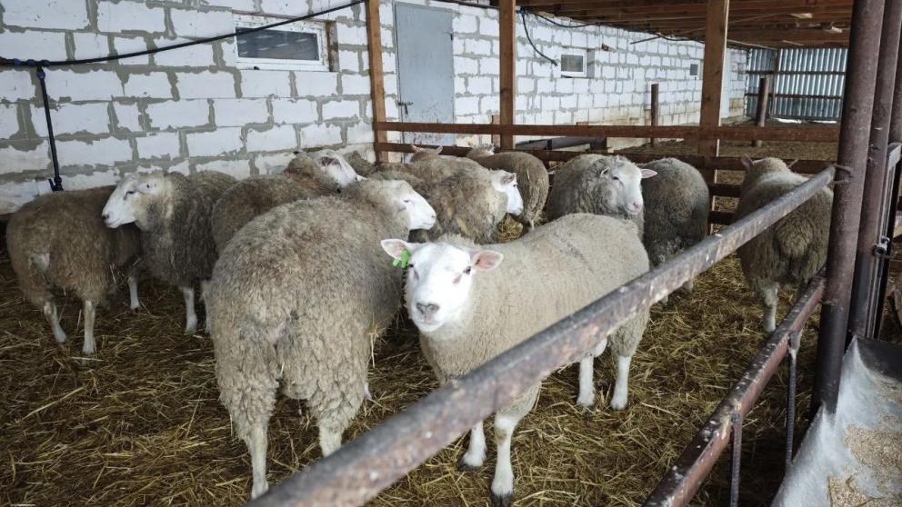 Ставрополье поделилось опытом работы по геномной селекции в овцеводстве на Московском экономическом форуме