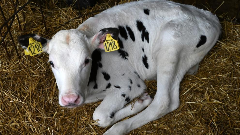 Семейные фермы Ставрополья получат гранты