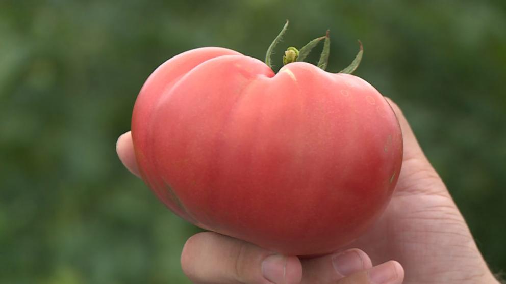 Помидоры весом в 1,5 килограмма выращивают в ставропольском селе Сенгилеевском