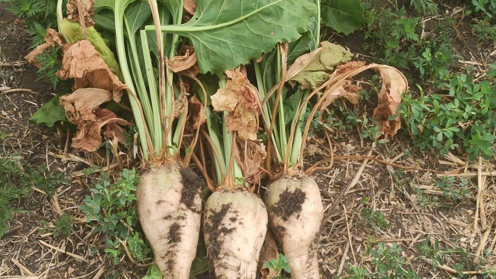 На Ставрополье идет уборка сахарной свёклы